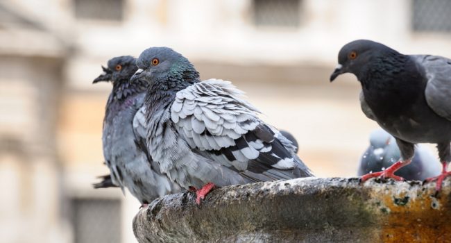 Pigeons in fountain in front of st Maria di Maggiore Basilica, Rome, Italy